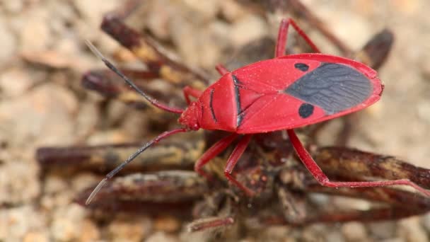 Man geconfronteerd bug of brand bug of red bug insect stond op een dode spin, macro close-up statische opname in hd met bokeh achtergrond. - Video