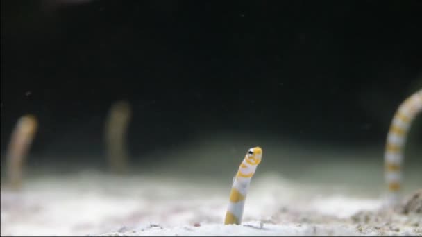 Garden eels - Time lapse - Footage, Video