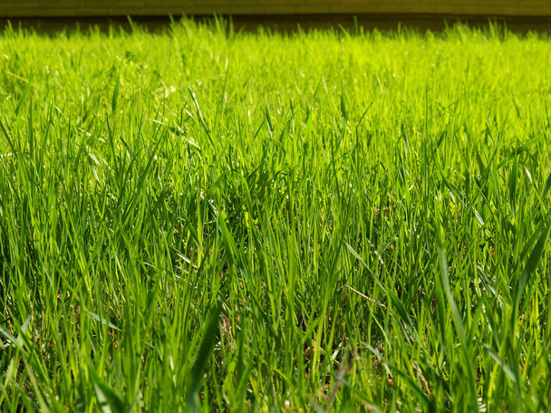Uma grama verde jovem em um no parque
 - Foto, Imagem