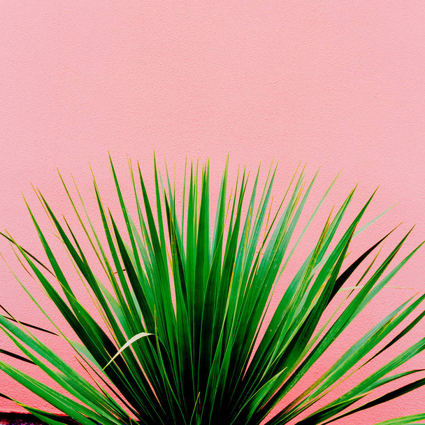 Plants on pink. Green. Minimal Canary Island - Φωτογραφία, εικόνα