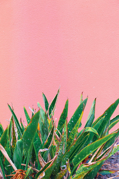 Plants on pink creative concept. Plant lovers. Minimal  Canary I - 写真・画像