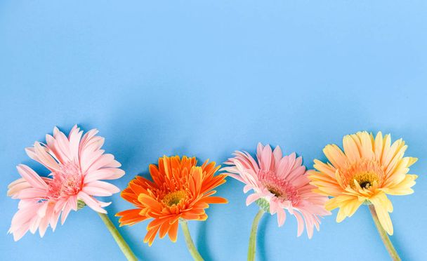 Renkli gerbera bahar çiçekleri güzel blu üzerinde çiçeklenme yaz - Fotoğraf, Görsel