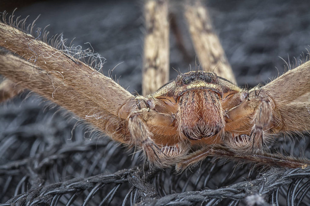 Wilde Sparassoideen-Spinne - Foto, Bild