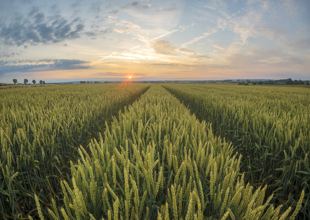 Panorama del campo de trigo por la mañana
 - Foto, Imagen