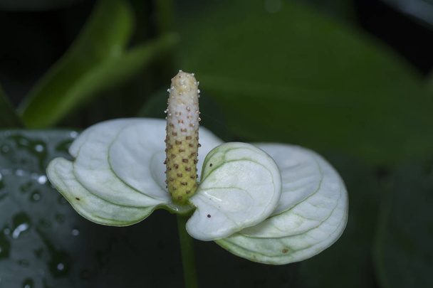 škála pokojová rostlina květ Anturie - Fotografie, Obrázek