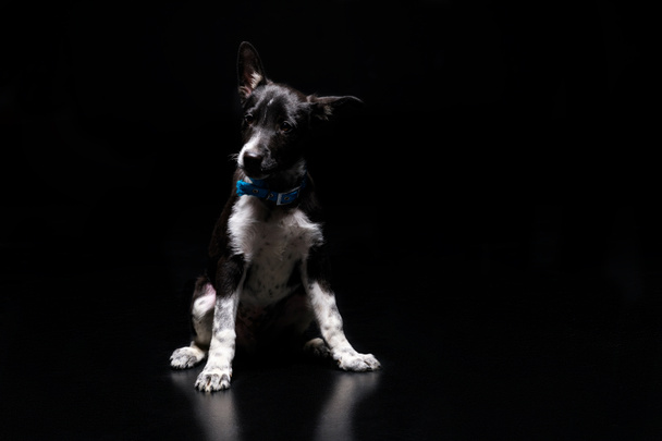 lindo perro en collar azul aislado en negro
 - Foto, Imagen