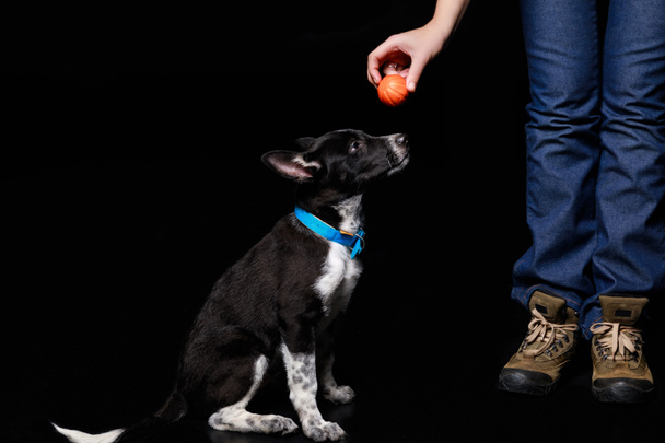 cropped view of woman holding orange ball over mongrel dog in blue collar isolated on black - Foto, Imagem