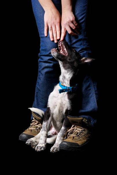 cropped view of woman playing with mongrel dog in blue collar isolated on black - Φωτογραφία, εικόνα