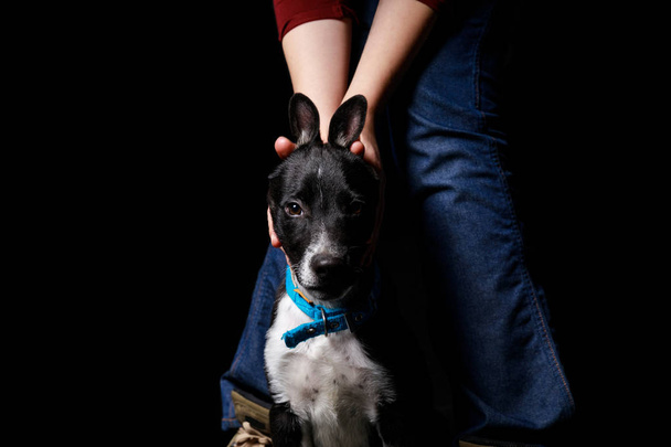 vista recortada de la mujer en jeans jugando con perro mestizo en collar azul aislado en negro
 - Foto, imagen