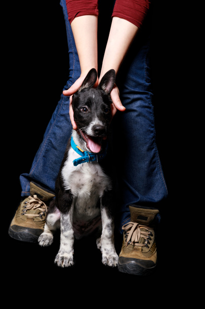 cropped view of woman in jeans playing with mongrel dog in collar isolated on black - Фото, изображение