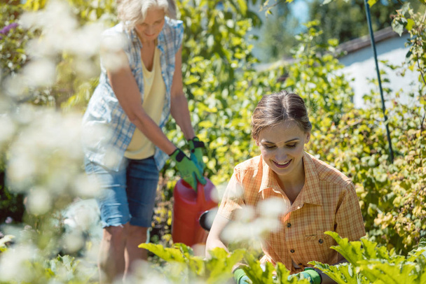 Vanhempi ja nuori nainen puutarhanhoito yhdessä
 - Valokuva, kuva