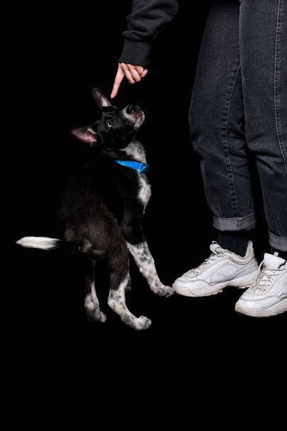 abgeschnittene Ansicht einer Frau in Jeans, die mit dem Finger auf Mischlingshund im Halsband zeigt, auf isoliert auf schwarz - Foto, Bild