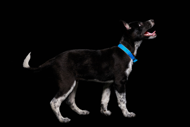 mongrel dark dog in blue collar with open mouth isolated on black - Foto, Bild