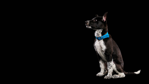pooch dog in blue collar isolated on black - Photo, Image