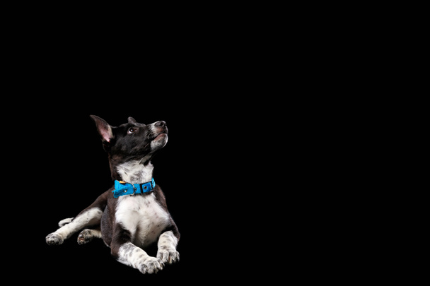 perro mestizo oscuro con patas blancas en collar aislado en negro
 - Foto, imagen
