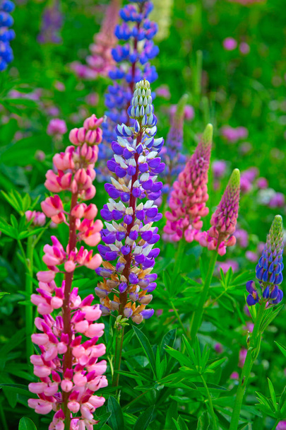 Lupine wild flowers in the swiss alps - Foto, afbeelding