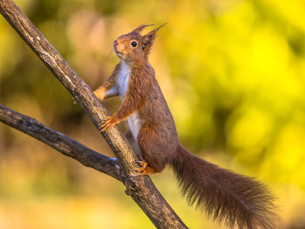 Esquilo vermelho adorável no ramo
 - Foto, Imagem