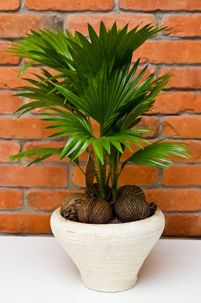 Fan plant houseplant against red brick wall - Photo, Image