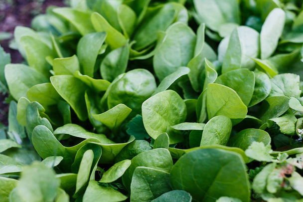 Green spinach leaves - Zdjęcie, obraz