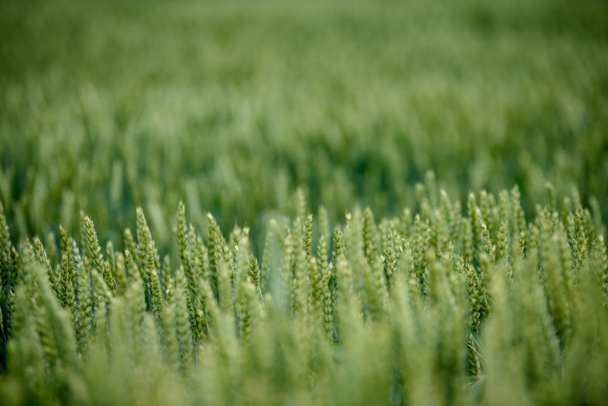 récolter des champs de blé prêts à la fin de l'été sous un ciel bleu avec des nuages blancs dedans. campagne
 - Photo, image