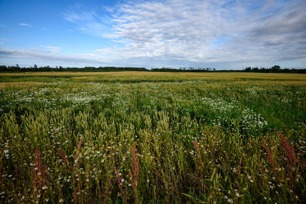 colheita campos de trigo pronto no final do verão sob o céu azul com nuvens brancas em. zona rural
 - Foto, Imagem