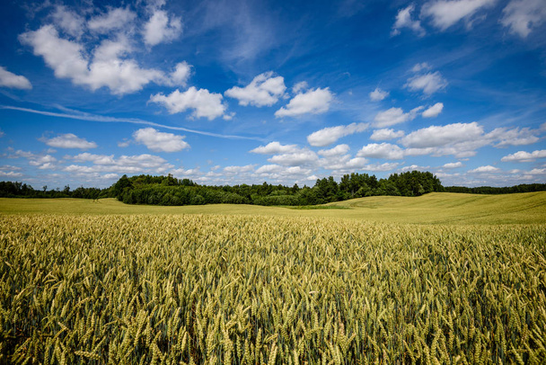 Zbierz pola pszenicy gotowy pod koniec lata pod błękitne niebo, białe chmury okolicy Cala - Zdjęcie, obraz