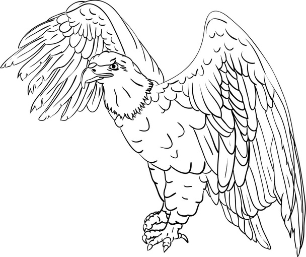 Bald eagle - Vector, imagen