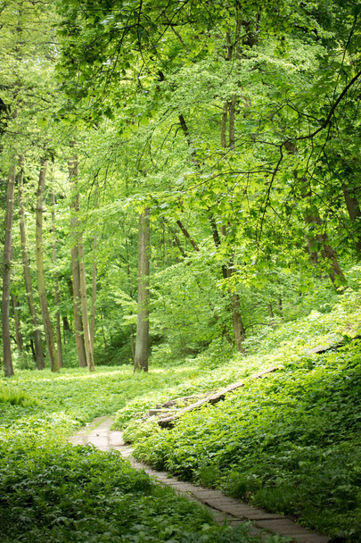 Lush greenery in the park - Fotoğraf, Görsel