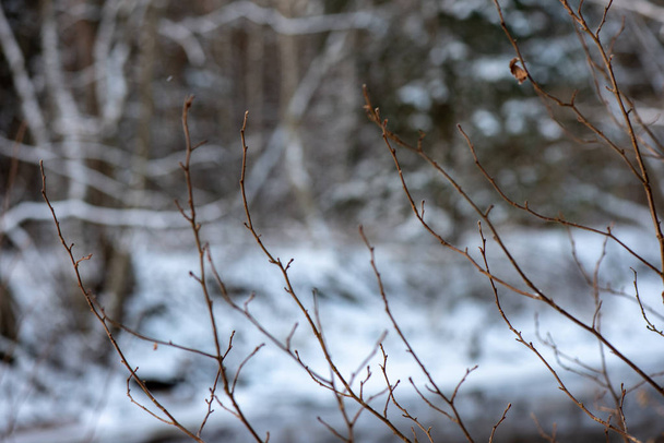 κλάδοι του δέντρου κατεψυγμένα το χειμώνα με το θάμπωμα του φόντου - Φωτογραφία, εικόνα