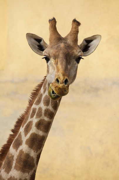 Angolan giraffe (Giraffa camelopardalis angolensis) - Fotoğraf, Görsel