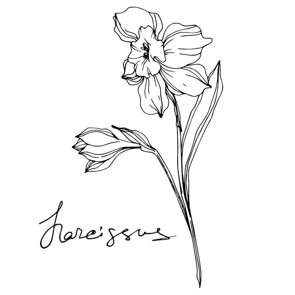 Illustrazione di fiori di narciso vettoriale isolato su bianco. Inchiostro inciso in bianco e nero arte
.  - Vettoriali, immagini