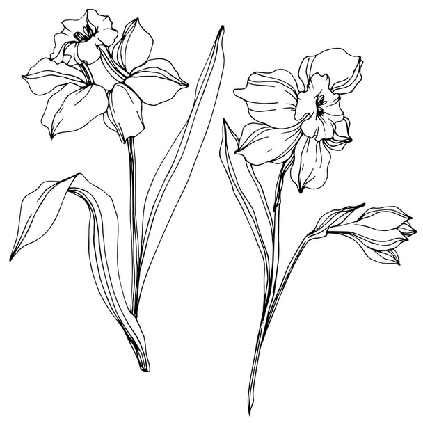 Vector narcissus flowers illustration isolated on white. Black and white engraved ink art.  - Vektor, kép