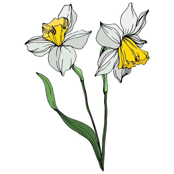 Vector colorful narcissus flowers with green leaves illustration isolated on white  - Vektor, obrázek