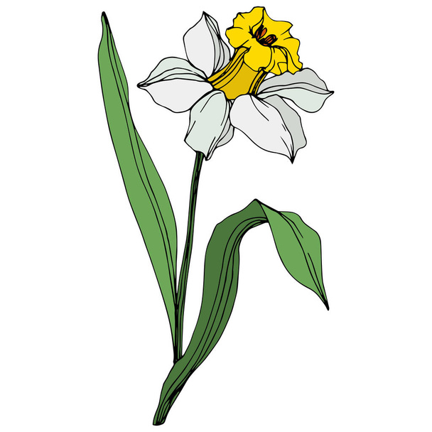 Vector narcissus flower illustration element on white background  - Vector, Image