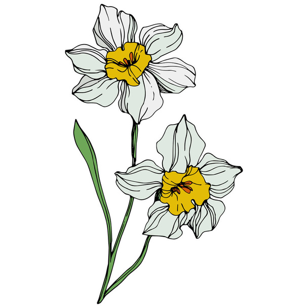 Vector colorful narcissus flowers with green leaf illustration isolated on white  - Vector, Image