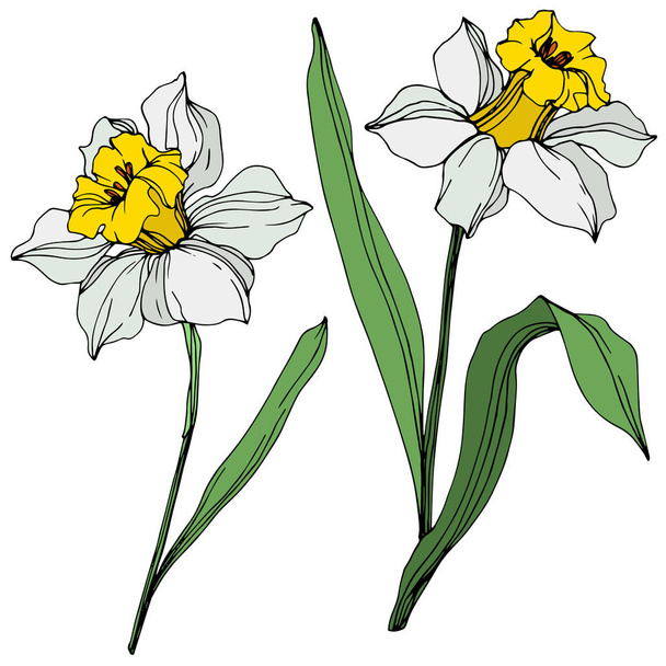 Vector colorful narcissus flowers with green leaves illustration isolated on white  - Вектор, зображення