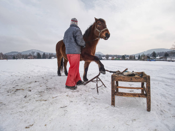 Il personale della fattoria prepara il cavallo per la pulizia degli zoccoli da parte del fabbro
.  - Foto, immagini