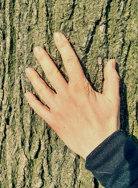 Woman touching hand of lime trunk and bark  - Photo, Image