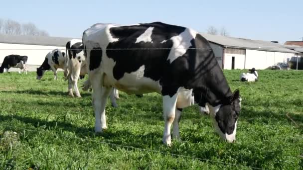 czarno-białe krowy pasące się na łące trawa - Materiał filmowy, wideo