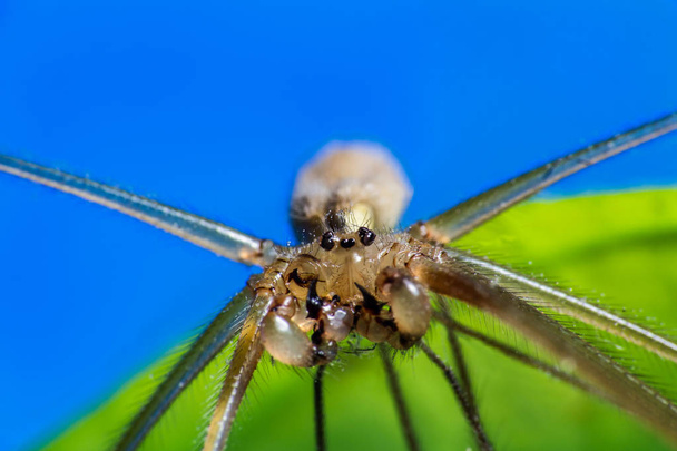 Foto macro araña, pholcus phalangioides en la espalda verde y azul
 - Foto, Imagen