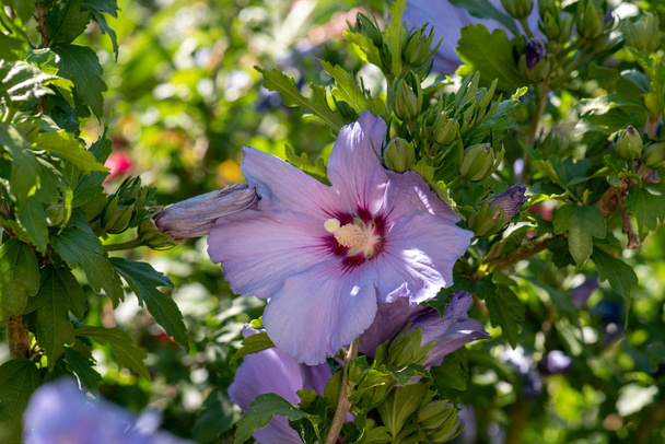 夏や春の晴れた日に撮影した緑のブッシュにピンク パープルのハイビスカスの花のイメージを屋外の自然を近くで花カラーします。  - 写真・画像