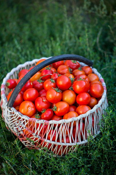 Iso kori punaisia tomaatteja
 - Valokuva, kuva