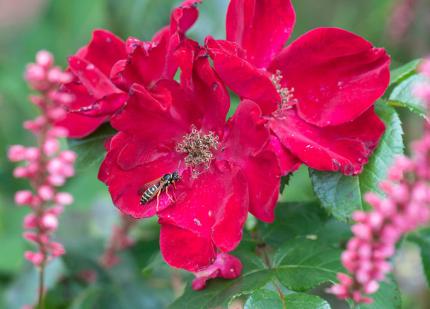 Açık renkli çiçek üstten görünüm makro fotoğraf genç bir açık çiçek kırmızı gül çiçek ve yaprak ve pembe loosestrife doğal yeşil zemin üzerine bir yaban arısı  - Fotoğraf, Görsel