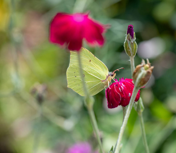 Outdoor bright color macro photo of a single yellow brimstone butterfly sitting on an red crown campion blossom with blurred natural background on a sunny spring or summer day - Photo, Image
