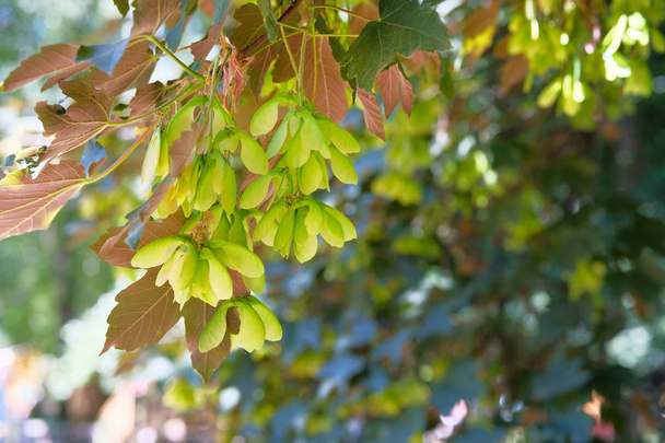 Hojas y semillas de Acer palmatum o arce palmado en primavera. Fondo verde borroso. Día soleado
. - Foto, Imagen