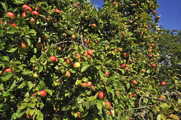 Érett alma (Malus) fán, Mecklenburg-Nyugat-Pomeránia, Németország, Európa - Fotó, kép