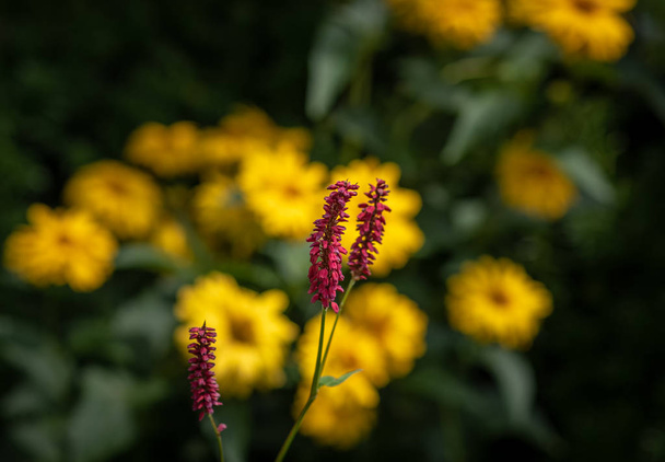 Colorful outdoor natural close up floral image of a field of purple red snakeroot / snakeweed / bistort blossoms in a garden on a summer day with natural yellow and green blurred background - Photo, Image