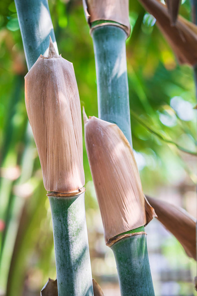 Albero di bambù nella foresta pluviale tropicale
 - Foto, immagini
