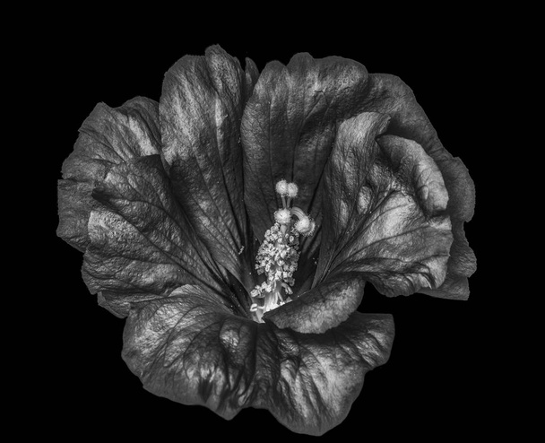 Floral χαμηλό βασικό μονόχρωμη μακροεντολή από ένα ενιαίο απομονωμένες ανθισμένα shimmering ιβίσκου άνθος με λεπτομερή υφή σε μαύρο φόντο με σουρεαλιστική ζωγραφική στυλ - Φωτογραφία, εικόνα