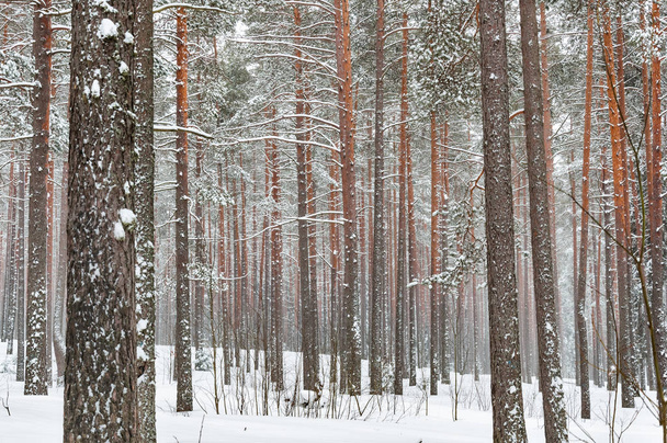 Winter forest landscape. Snow covered pine and fir trees. - Фото, зображення
